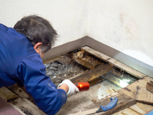 Best Black Mold Removal  in Reese, MI