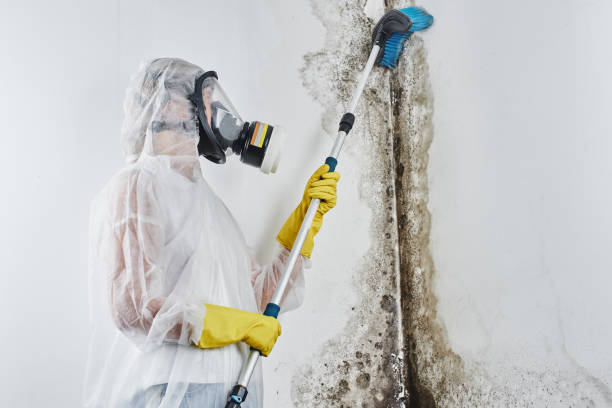 Best Best Mold Removal Companies  in Reese, MI