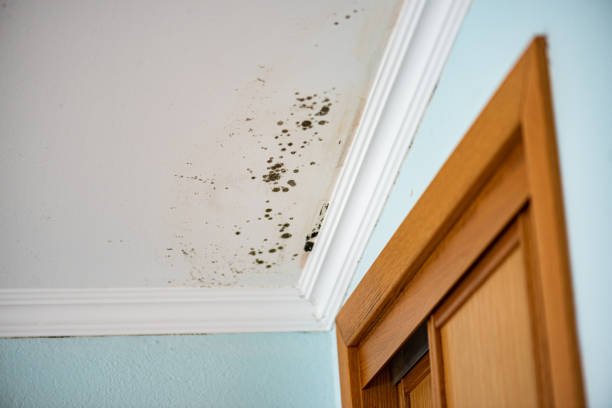 Best Office Mold Removal Services  in Reese, MI