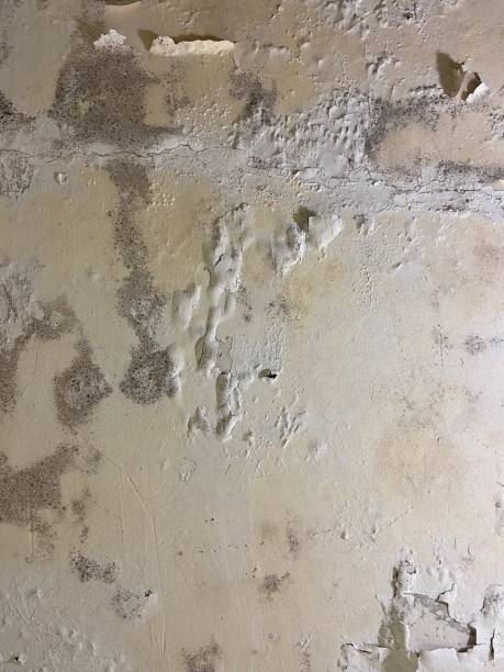 Mold Removal and Inspection in Reese, MI