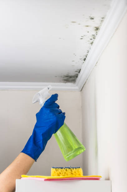 Best Black Mold Removal  in Reese, MI